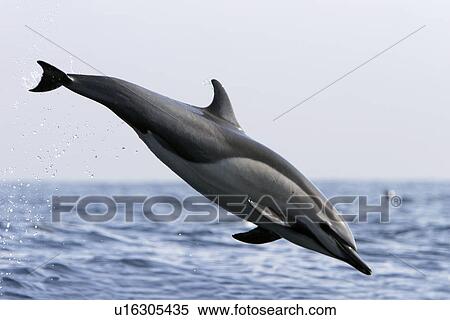Short-beaked common dolphin (Delphinus delphis) leaping (totally airborne! ) off the north shore of Catalina Island, Southern California, USA. Pacific Ocean. View Large Photo Image Stock Photography - Short-beaked common dolphin (Delphinus delphis) leaping (totally airborne! ) off the north shore of Catalina Island, Southern California, USA. Pacific Ocean.. Fotosearch