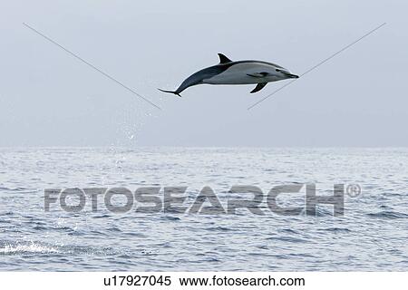 Short-beaked common dolphin (Delphinus delphis) leaping (totally airborne! ) off the north shore of Catalina Island, Southern California, USA. Pacific Ocean. View Large Photo Image Stock Photography - Short-beaked common dolphin (Delphinus delphis) leaping (totally airborne! ) off the north shore of Catalina Island, Southern California, USA. Pacific Ocean.. Fotosearch