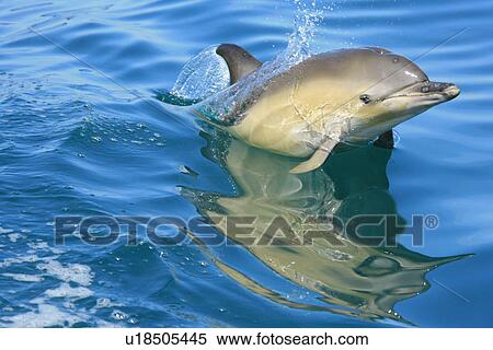 Short-beaked Common Dolphin (Delphinus delphis) Pembrokeshire, Wales, UK View Large Photo Image Stock Photography - Short-beaked Common Dolphin (Delphinus delphis) Pembrokeshire, Wales, UK. Fotosearch