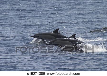 Short-Beaked Common Dolphin, Delphinus delphis, trio leaping off the Azores Islands View Large Photo Image Stock Photography - Short-Beaked Common Dolphin, Delphinus delphis, trio leaping off the Azores Islands. Fotosearch