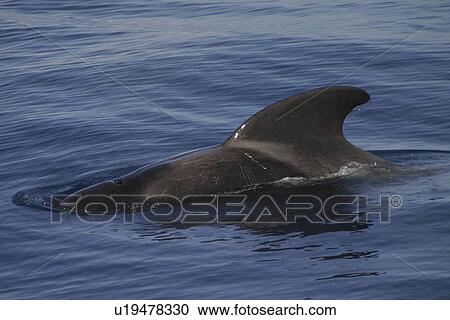 Short-fin Pilot Whale (Globicephala macrorhynchus) Azores View Large Photo Image Stock Image - Short-fin Pilot Whale (Globicephala macrorhynchus) Azores. Fotosearch