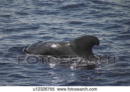 Stock Photography - Short-fin Pilot Whale, Globicephala macrorhynchus, swimming off the Azores Islands. Fotosearch