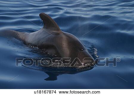 Picture - Short-finned pilot whale at surface (Globicephala macrorhynchus) Azores, Atlantic Ocean. Fotosearch