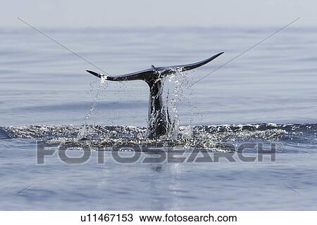 Stock Image - Short-finned pilot whale (Globicephala macrorhynchus) fluke-up dive off Isla Ildefonso in the Gulf of California (Sea of Cortez), off the Baja Peninsula, Mexico. Note the upturned tips on the flukes - typical in this species.. Fotosearch