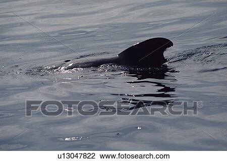 Short-finned pilot whale (Globicephala macrorhynchus) resting at the surface. Canary Islands, North Atlantic View Large Photo Image Stock Image - Short-finned pilot whale (Globicephala macrorhynchus) resting at the surface. Canary Islands, North Atlantic. Fotosearch