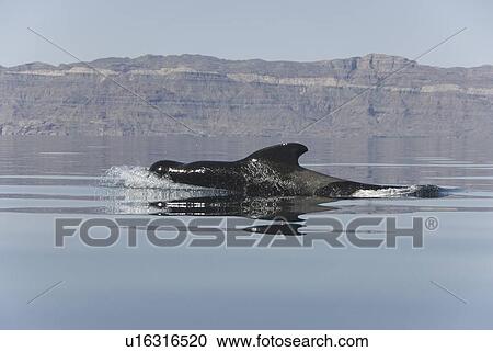 Stock Image - Short finned pilot whale (Globicephala macrorynchus). A male pilot whale surfaces at speed. Gulf of California.. Fotosearch