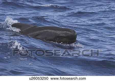 Stock Image - Short-finned Pilot Whale (Globicephala macrorhynchus). Coming out of swell wave to show head and eye. Maldives, Indian Ocean. Fotosearch