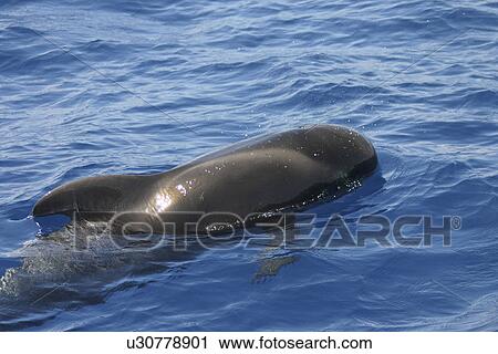 Short finned pilot whale (Globicephala macrorhynchus) at surface, Gran Canaria, Canary Islands, Atlantic Ocean View Large Photo Image Stock Image - Short finned pilot whale (Globicephala macrorhynchus) at surface, Gran Canaria, Canary Islands, Atlantic Ocean. Fotosearch