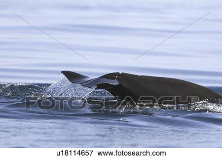 Stock Photo - Short-finned pilot whale (Globicephala macrorhynchus) fluke-up dive off Isla Ildefonso in the Gulf of California (Sea of Cortez), off the Baja Peninsula, Mexico. Note the upturned tips on the flukes - typical in this species.. Fotosearch