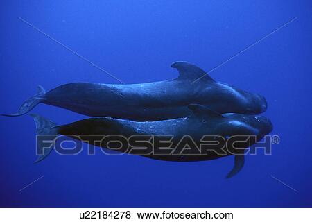 Stock Photo - Short-finned Pilot Whale (Globicephala macrorhynchus) pair underwater off the Kona coast of the Big Island of Hawaii, USA. Pacific Ocean.. Fotosearch