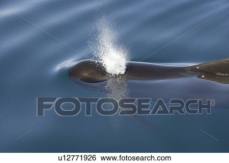 Short finned pilot whale (Globicephala macrorynchus). A pilot whale showing its pectoral fin and a reflected blow. Gulf of California. View Large Photo Image Stock Photograph - Short finned pilot whale (Globicephala macrorynchus). A pilot whale showing its pectoral fin and a reflected blow. Gulf of California.. Fotosearch