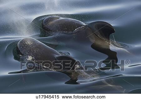Stock Photography - Short finned pilot whale (Globicephala macrorynchus). A pair of pilot whales surface in a silky sea. Gulf of California.. Fotosearch