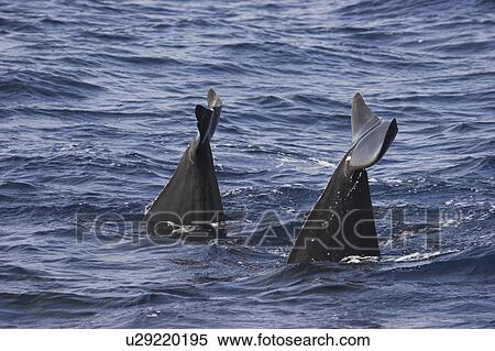 Stock Photography - Short-finned Pilot Whale (Globicephala macrorhynchus). Fluking-up to show tailstock and tail flukes prior to dive. Maldives, Indian Ocean.. Fotosearch