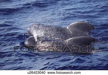 Short-finned pilot whales (Globicephala macrorhynchus) surfacing with blow visible. Canary Islands, N. Atlantic. View Large Photo Image Stock Image - Short-finned pilot whales (Globicephala macrorhynchus) surfacing with blow visible. Canary Islands, N. Atlantic.. Fotosearch