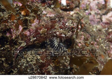 Stock Image - Short Spined Scorpeonfish (Myoxocephalus scorpius), camouflage coloration on seabed, St Abbs, Scotland, UK North Sea. Fotosearch