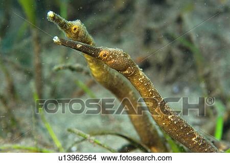 Short-tailed pipefish, (Trachyrhamphus bicoarctatus), Dauin, Dumaguete, s Island, Philippines View Large Photo Image Picture - Short-tailed pipefish, (Trachyrhamphus bicoarctatus), Dauin, Dumaguete, s Island, Philippines. Fotosearch