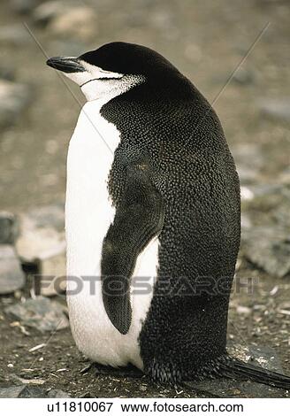Side profile of Chinstrap penguin (Pygoscelis Antarctica) Antarctic Peninsula View Large Photo Image Stock Photo - Side profile of Chinstrap penguin (Pygoscelis Antarctica) Antarctic Peninsula. Fotosearch