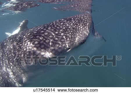 Side view of Whale shark (Rhincodon typus) feeding near surface with White remora on head, Sea of Cortez, Mexico View Large Photo Image Picture - Side view of Whale shark (Rhincodon typus) feeding near surface with White remora on head, Sea of Cortez, Mexico. Fotosearch