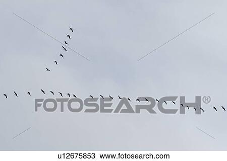 Stock Image - Skein of geese. The classic 'V' shape of a skein of migrating geese. Hebrides, Scotland. Fotosearch