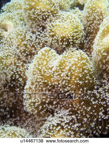 Stock Photo - Slimy leather coral (Sacrophyton trocheliophorum). Na'ama Bay, Sharm El Sheikh, South Sinai, Red Sea, Egypt.. Fotosearch