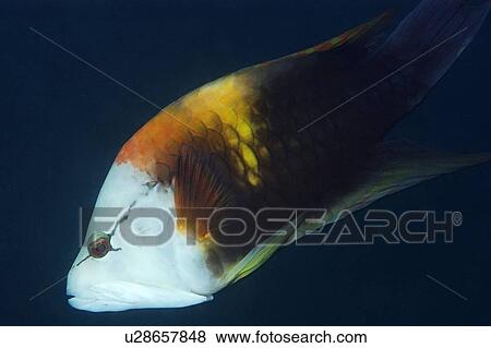 Stock Photo - Slingjaw wrasse, Epibulus insidiator, Palau, Micronesia. Fotosearch