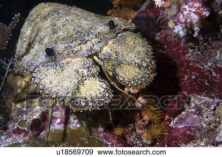 Stock Photo - Slipper Lobster (Scyllarides haanii) Indonesia. Fotosearch