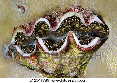 Stock Photo - Small Giant Clam (Tridacna maxima) surrounded by lobe coral, Porites lutea, Namu atoll, Marshall Islands (N. Pacific). Fotosearch