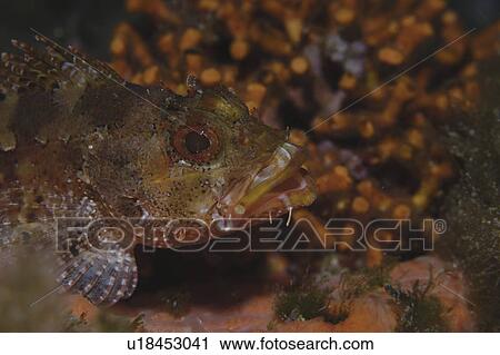Stock Image - Small Rockfish (Scorpaena notata) resting amidst corals and algae, Gozo, Maltese Islands, Mediterranean. Fotosearch