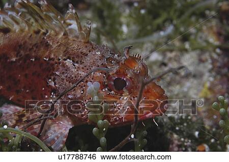 Stock Photograph - Small Rockfish (Scorpaena notata) resting amidst corals and algae, Gozo, Maltese Islands, Mediterranean. Fotosearch