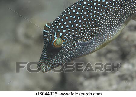 Small Spotted Pufferfish (Canthigaster natalensis) detail of head with lovely markings of pale blue spots and stripes on dark background, Tahiti, French Polynesia, Southern Pacific Ocean View Large Photo Image Stock Photograph - Small Spotted Pufferfish (Canthigaster natalensis) detail of head with lovely markings of pale blue spots and stripes on dark background, Tahiti, French Polynesia, Southern Pacific Ocean. Fotosearch