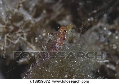 Stock Image - Small Triplefin (Tripterygion melanurus minor), very distinctive shape and colour of fish in profile resting on algae, Gozo, Maltese Islands, Mediterranean. Fotosearch