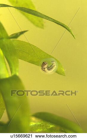 Smooth newt embryo (Triturus vulgaris). Two weeks old - wrapped in pond weed (Elodia crispa), Bristol UK. View Large Photo Image Stock Image - Smooth newt embryo (Triturus vulgaris). Two weeks old - wrapped in pond weed (Elodia crispa), Bristol UK.. Fotosearch