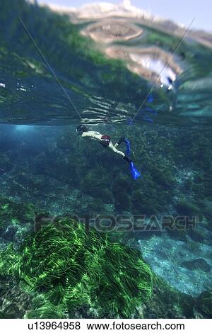 Snorkeler and green algae, Caulerpa racemosa, St. Peter and St. Paul's rocks, Brazil, Atlantic Ocean View Large Photo Image Stock Photo - Snorkeler and green algae, Caulerpa racemosa, St. Peter and St. Paul's rocks, Brazil, Atlantic Ocean . Fotosearch