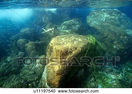 Snorkeler dives down to observe the substrate, St. Peter and St. Paul's rocks, Brazil, Atlantic Ocean View Large Photo Image Stock Image - Snorkeler dives down to observe the substrate, St. Peter and St. Paul's rocks, Brazil, Atlantic Ocean . Fotosearch