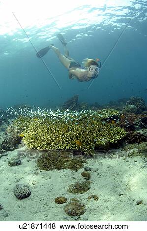 Stock Photo - Snorkler and Stony Corals (Acropora sp). Borneo, Malaysia. Fotosearch