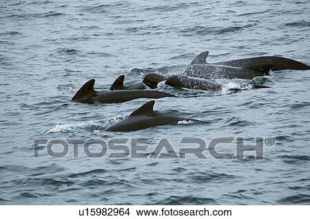 Picture - Social group of Long-finned pilot whales (Globicephala melas). Offshore Rockall Trough, North-west Scotland. Fotosearch
