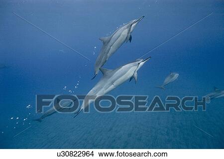 Picture - Social group of spinner dolphins (Stenella longirostris). Big Island, Hawaii, USA (RR). Fotosearch