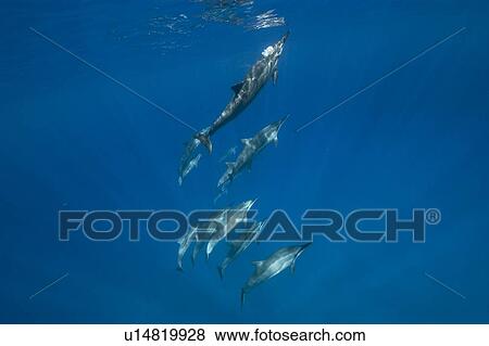 Stock Photo - Social group of spinner dolphins (Stenella longirostris). Big Island, Hawaii, USA. Fotosearch