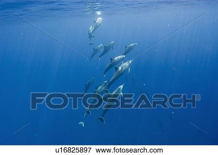 Stock Photo - Social group of spinner dolphins (Stenella longirostris). Big Island, Hawaii, USA. Fotosearch