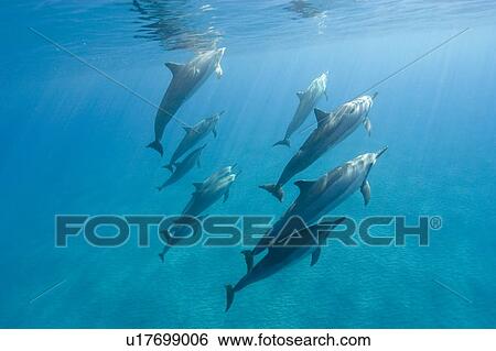 Stock Photograph - Social group of spinner dolphins (Stenella longirostris). Big Island, Hawaii, USA. Fotosearch