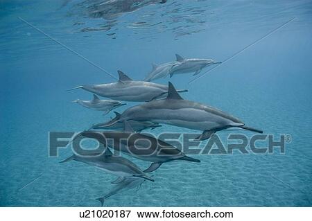 Stock Photo - Social group of spinner dolphins with baby (Stenella longirostris). Big Island, Hawaii, USA (Restricted resolution - please contact us). Fotosearch