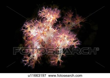 Soft coral, Dendronephthya sp., Dumaguete, s Island, Philippines View Large Photo Image Stock Photo - Soft coral, Dendronephthya sp., Dumaguete, s Island, Philippines. Fotosearch