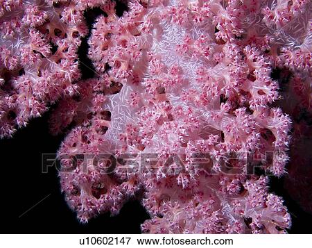 Soft coral (Dendronephthya klunzingeri). Woodhouse Reef, Sharm El Sheikh, South Sinai, Red Sea, Egypt. View Large Photo Image Stock Photo - Soft coral (Dendronephthya klunzingeri). Woodhouse Reef, Sharm El Sheikh, South Sinai, Red Sea, Egypt.. Fotosearch