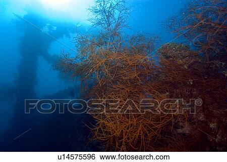 Soft coral, Rumphella sp., and frame silhouette, Shinkoku Maru shipwreck, Truk lagoon, Chuuk, Federated States of Micronesia, Pacific View Large Photo Image Stock Photograph - Soft coral, Rumphella sp., and frame silhouette, Shinkoku Maru shipwreck, Truk lagoon, Chuuk, Federated States of Micronesia, Pacific. Fotosearch