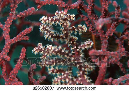 Stock Photo - Soft coral, Similan Islands, Thailand (Andaman Sea). Fotosearch