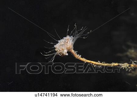 Picture - Solitary Hydroid (Tubularia indivisa), very clear view of single polyp head with black background, St Abbs, Scotland, UK North Sea. Fotosearch