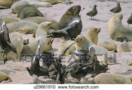 Stock Image - South Polar Skuas (Catharacta Maccormicki) patrolling a colony of Hooker's Sea Lions (Phocarctos Hookeri). Sandy Bay, Auckland Island, Subantarctic New Zealand.. Fotosearch
