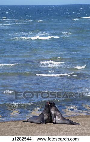 Southern Elephant Seal (Mirounga leonina) young males play fighting. Caleta Valdes, Valdes Peninsula, Chubut Province, Argentina. View Large Photo Image Stock Image - Southern Elephant Seal (Mirounga leonina) young males play fighting. Caleta Valdes, Valdes Peninsula, Chubut Province, Argentina.. Fotosearch