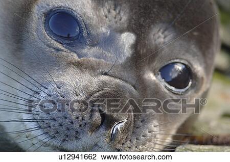 Stock Image - Southern elephant seal (Mirounga leonina) Grytviken Harbour, South Georgia. Fotosearch