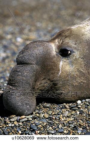 Southern Elephant Seal (Mirounga leonina) hauled out (note huge proboscis) Peninsula Valdes, Argentina. Atlantic Ocean. View Large Photo Image Stock Photo - Southern Elephant Seal (Mirounga leonina) hauled out (note huge proboscis) Peninsula Valdes, Argentina. Atlantic Ocean.. Fotosearch